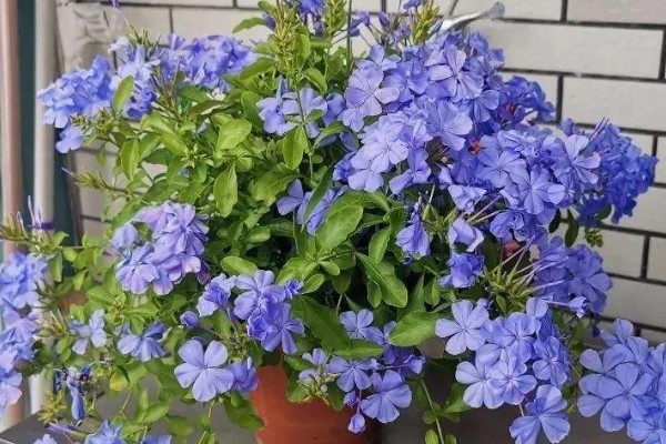 怎么修剪才能让蓝雪花多开花，苗期摘除茎干顶端的芽点