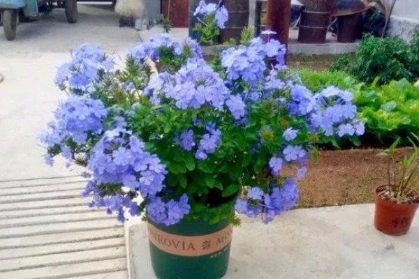 怎么修剪才能让蓝雪花多开花，苗期摘除茎干顶端的芽点