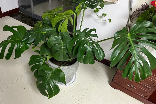 龟背竹的摆放禁忌，不能正对通道、正对大门等