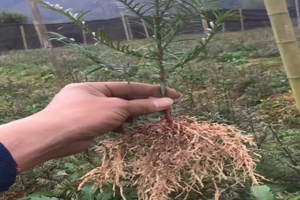 红豆杉的栽培方法，雨季要注意排水