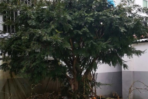 红豆杉的栽培方法，雨季要注意排水