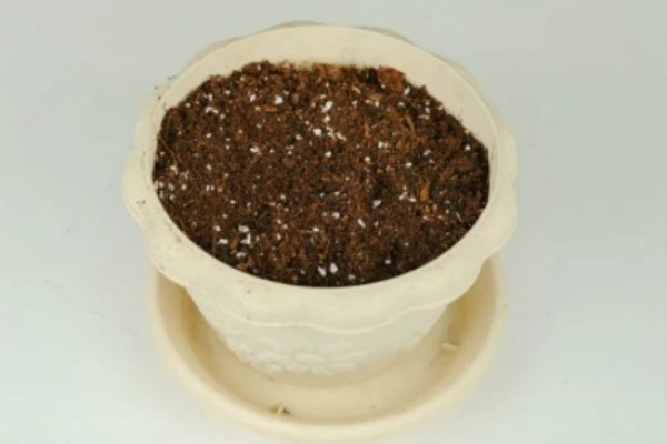 红豆杉的栽培方法，雨季要注意排水