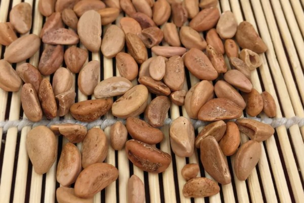 如何让山楂种子发芽，以下三种方式都可以采用