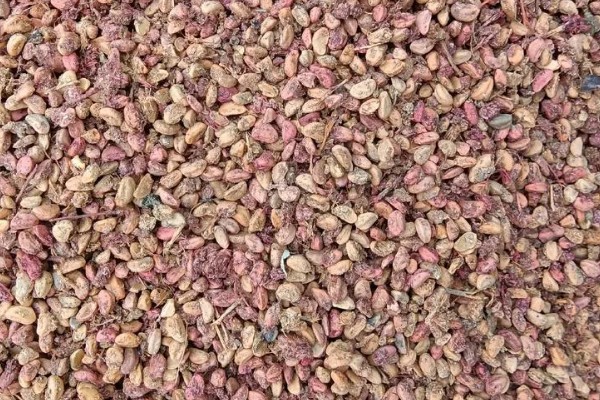 如何让山楂种子发芽，以下三种方式都可以采用