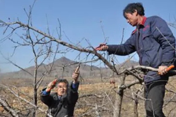 如何让山楂种子发芽，以下三种方式都可以采用