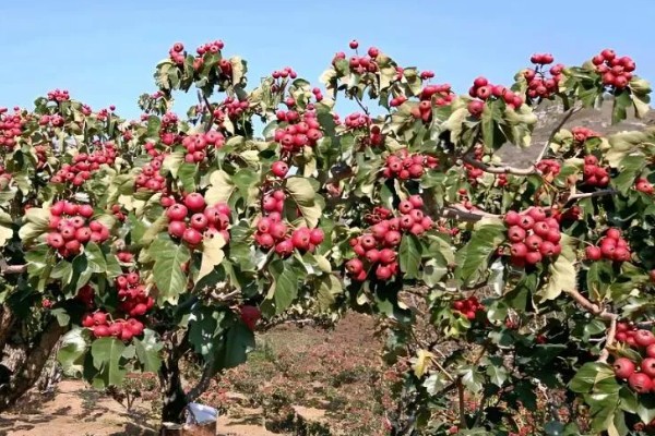 如何让山楂种子发芽，以下三种方式都可以采用