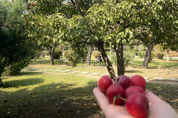 如何让山楂种子发芽，以下三种方式都可以采用