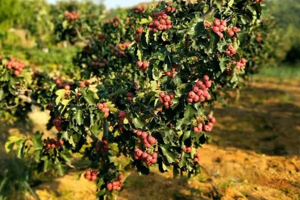 如何让山楂种子发芽，以下三种方式都可以采用