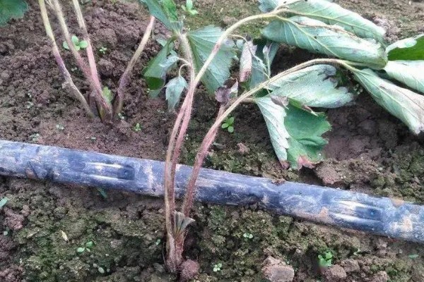 草莓死苗怎么办，发生炭疽病可喷施阿米西达等药物