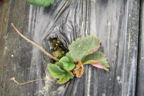 草莓死苗怎么办，发生炭疽病可喷施阿米西达等药物