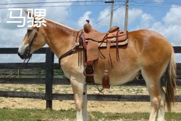 马驴杂交属于几倍体，骡子属于异源二倍体生物