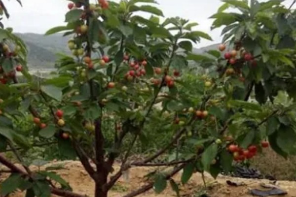 车厘子是长在树上吗，植株属于蔷薇科乔木