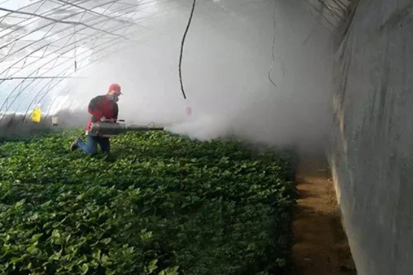 草莓死苗怎么办，发生炭疽病可喷施阿米西达等药物