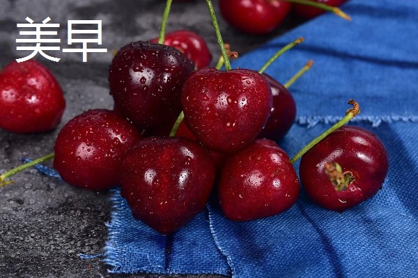 车厘子是长在树上吗，植株属于蔷薇科乔木