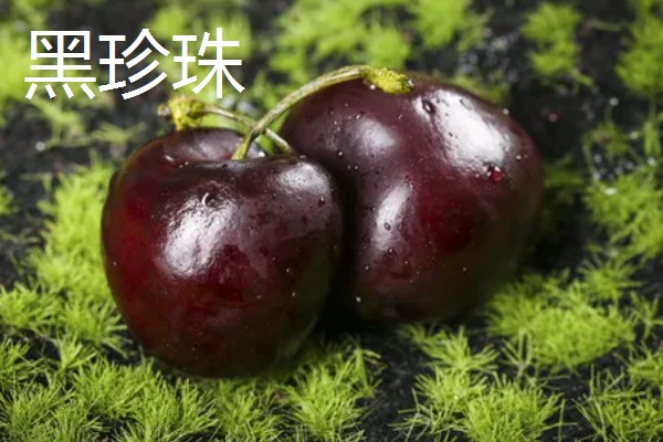 车厘子是长在树上吗，植株属于蔷薇科乔木