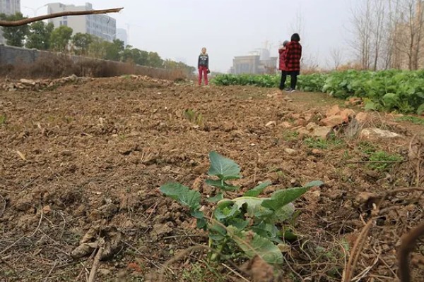 草莓死苗怎么办，发生炭疽病可喷施阿米西达等药物