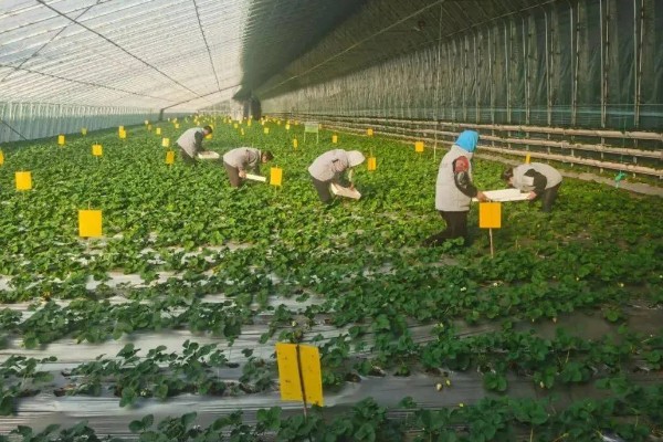 草莓死苗怎么办，发生炭疽病可喷施阿米西达等药物