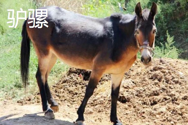 马驴杂交属于几倍体，骡子属于异源二倍体生物