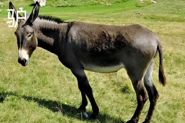 马驴杂交属于几倍体，骡子属于异源二倍体生物