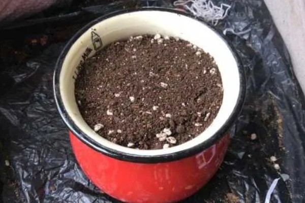 杜鹃花的扦插方法，用木棍在土壤中插出小孔再插入枝条