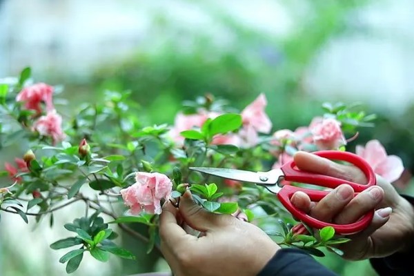 杜鹃花的扦插方法，用木棍在土壤中插出小孔再插入枝条