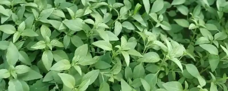 荆芥怎么种植，株距保持在10厘米