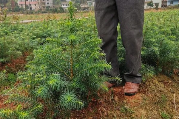 杉树苗怎么种植，每隔2个月松一次土