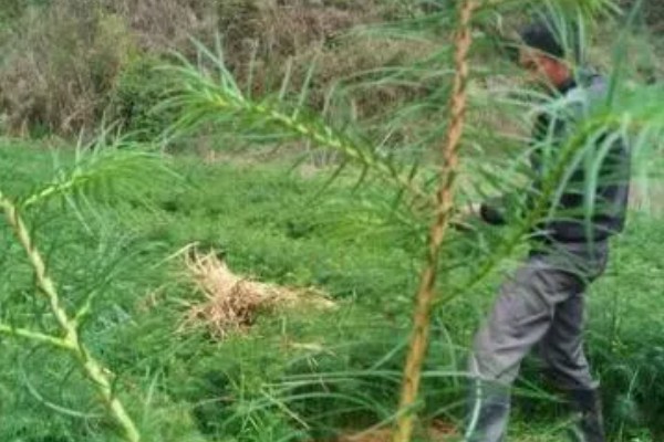 杉树苗怎么种植，每隔2个月松一次土