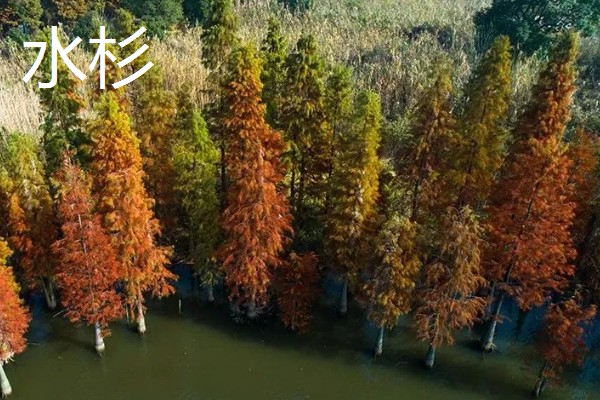 杉树苗怎么种植，每隔2个月松一次土