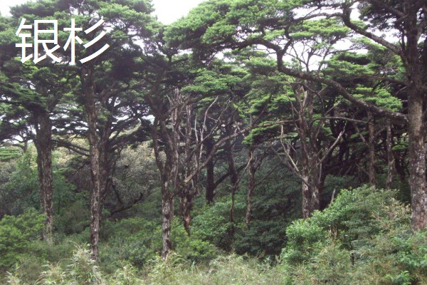 杉树苗怎么种植，每隔2个月松一次土