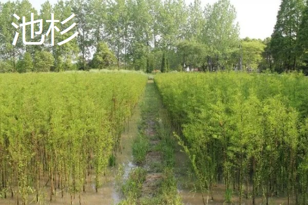 杉树苗怎么种植，每隔2个月松一次土