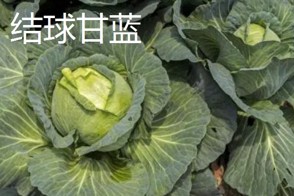 甘蓝类蔬菜的品种，主要分为结球甘蓝、紫甘蓝等5个种类