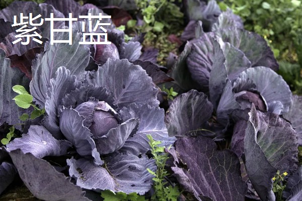 甘蓝类蔬菜的品种，主要分为结球甘蓝、紫甘蓝等5个种类