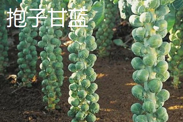 甘蓝类蔬菜的品种，主要分为结球甘蓝、紫甘蓝等5个种类