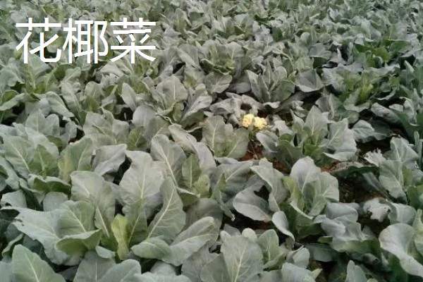 甘蓝类蔬菜的品种，主要分为结球甘蓝、紫甘蓝等5个种类