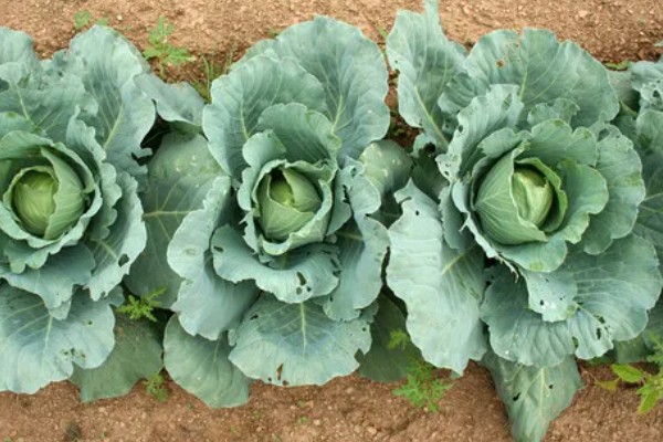 甘蓝类蔬菜的品种，主要分为结球甘蓝、紫甘蓝等5个种类