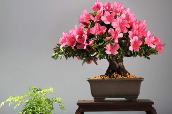 杜鹃花有没有毒，白色和黄色品种有毒