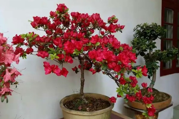 杜鹃花有没有毒，白色和黄色品种有毒