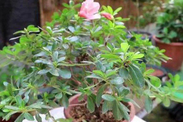 杜鹃花有没有毒，白色和黄色品种有毒