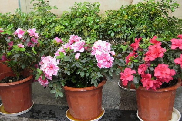 杜鹃花有没有毒，白色和黄色品种有毒