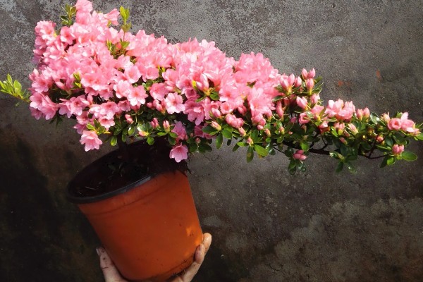 杜鹃花有没有毒，白色和黄色品种有毒