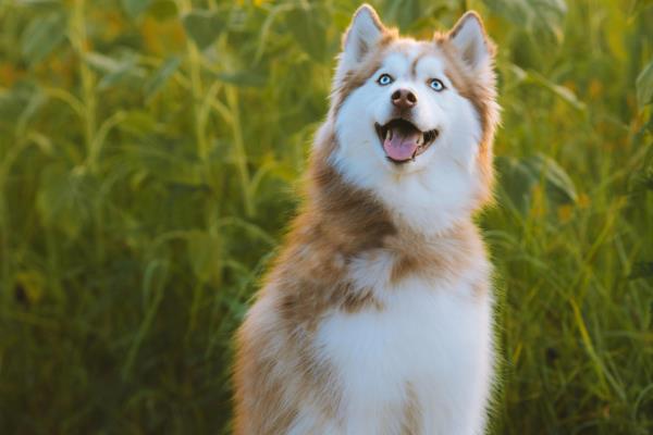 狗能不能吃芒果，饲喂后会引发呼吸困难、心脏积水等问题