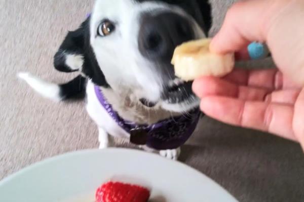 狗能不能吃芒果，饲喂后会引发呼吸困难、心脏积水等问题