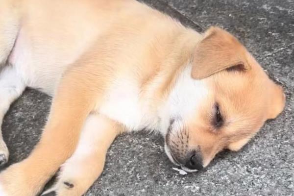 狗能不能吃芒果，饲喂后会引发呼吸困难、心脏积水等问题