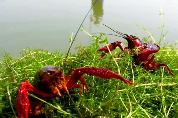 龙虾怎么养殖，放苗前要施肥培育生物饵料
