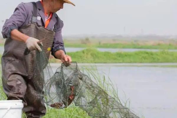 龙虾怎么养殖，放苗前要施肥培育生物饵料