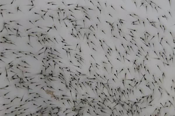 龙虾怎么养殖，放苗前要施肥培育生物饵料