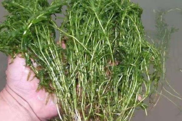 龙虾怎么养殖，放苗前要施肥培育生物饵料