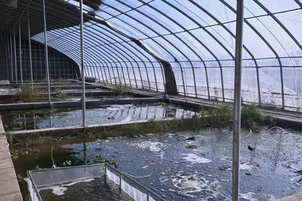 龙虾怎么养殖，放苗前要施肥培育生物饵料