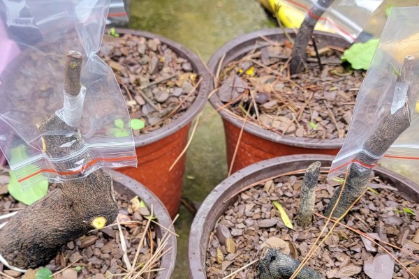 老鸦柿的耐寒温度,可以忍耐-5℃的低温